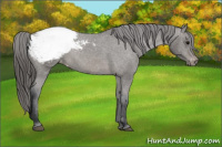 Horse Color:Brown Appaloosa Rabicano 