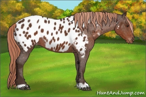 Horse Color: Liver Chestnut Near Leopard 