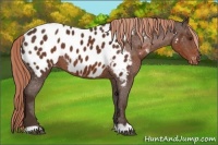 Horse Color:Liver Chestnut Near Leopard 