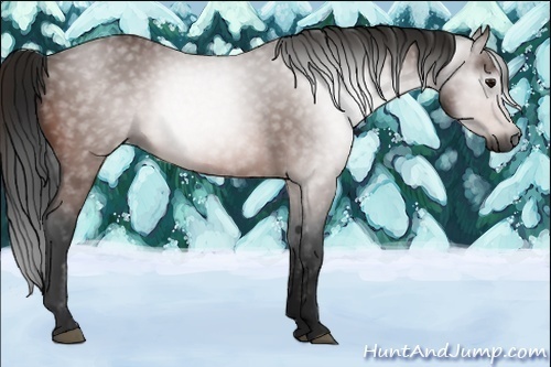 Horse Color:Gray Bay 