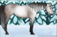 Horse Color:Gray Bay 