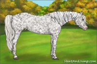 Horse Color:Silver Black Appaloosa Rabicano 