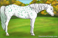 Horse Color:Watercolor Black Appaloosa 