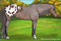 Horse Color:Bay Appaloosa 
