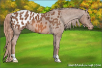 Horse Color:Chestnut Appaloosa