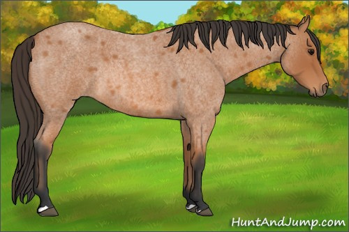 Horse Color: Bay Roan Rabicano 