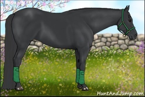 Horse Color:Black 