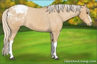 Horse Color:Palomino Appaloosa Rabicano