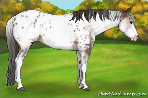 Horse Color: White Spotted Bay Sabino Near Leopard 