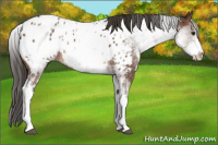 Horse Color:White Spotted Bay Sabino Appaloosa