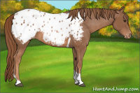 Horse Color:Chestnut Sabino Tobiano Appaloosa Rabicano 