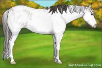 Horse Color:Brown Sabino Appaloosa 