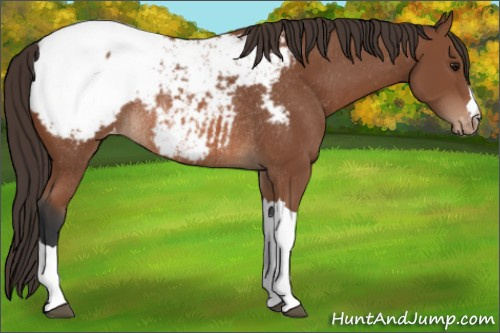 Horse Color: Bay Snowcap Rabicano 