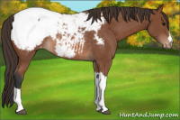 Horse Color:Bay Appaloosa Rabicano 