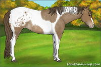 Horse Color:Buckskin Tobiano Blanket Rabicano 