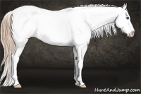 Horse Color:Liver Chestnut Ice Pearl Sabino Splash Appaloosa Rabicano 