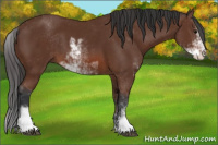 Horse Color:Bay Sabino 