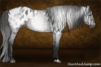 Horse Color:Gray Bay Roan Splash Appaloosa 