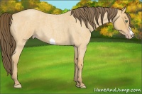 Horse Color:Amber Cream Champagne Roan 