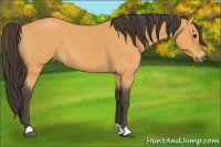 Horse Color:Buckskin Roan 