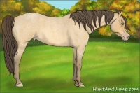 Horse Color:Amber Cream Champagne Roan 