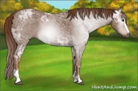 Horse Color:Gray Chestnut Ice Sabino 