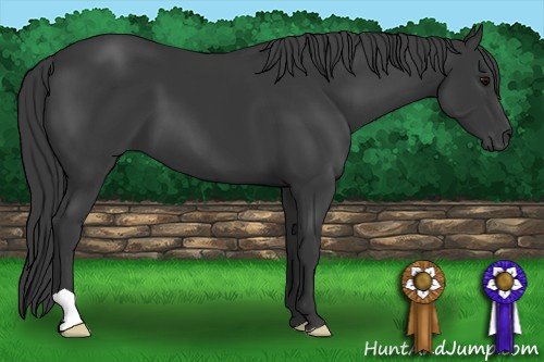 Horse Color: Black 