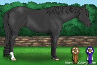 Horse Color:Black 