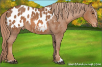 Horse Color:Liver Chestnut Sabino Blanket 