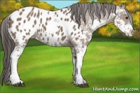 Horse Color:Liver Red Dun Sabino Appaloosa 