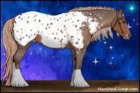 Horse Color:Liver Chestnut Sabino Appaloosa 