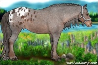 Horse Color:Liver Chestnut Sabino Appaloosa 