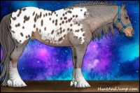 Horse Color:Liver Chestnut Sabino Appaloosa 
