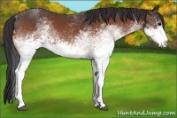 Horse Color:White Spotted Bay 