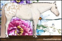 Horse Color:Red Dun Appaloosa