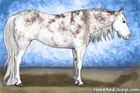 Horse Color:Silver Bay Sabino Splash Rabicano