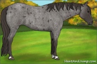 Horse Color:Smoky Blue Roan 