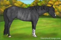Horse Color:Black Rabicano 