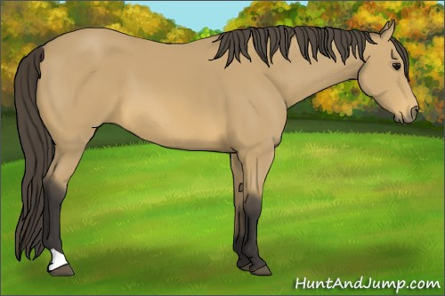 Horse Color: Unknown 