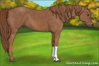 Horse Color:Chestnut Brindle