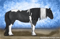 Horse Color:Black Tobiano Rabicano 