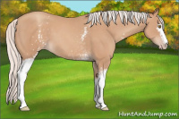 Horse Color:White Spotted Silver Classic Champagne
