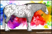 Horse Color:Grullo Roan Splash Near Leopard 