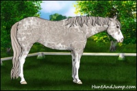 Horse Color:Silver Grullo Ice Sabino 