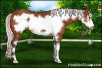Horse Color:Silver Bay Sabino Frame 