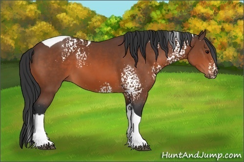 Horse Color: White Spotted Bay Tobiano 