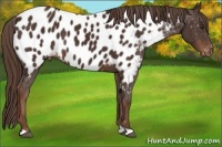 Horse Color:Liver Chestnut Appaloosa 