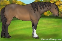 Horse Color:Buckskin 
