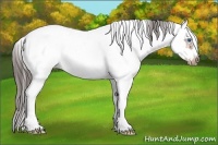 Horse Color:White Spotted Bay Splash Frame Appaloosa 