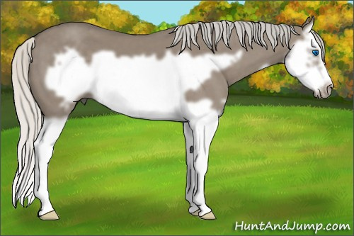 Horse Color: Silver Smoky Grullo Splash Frame 